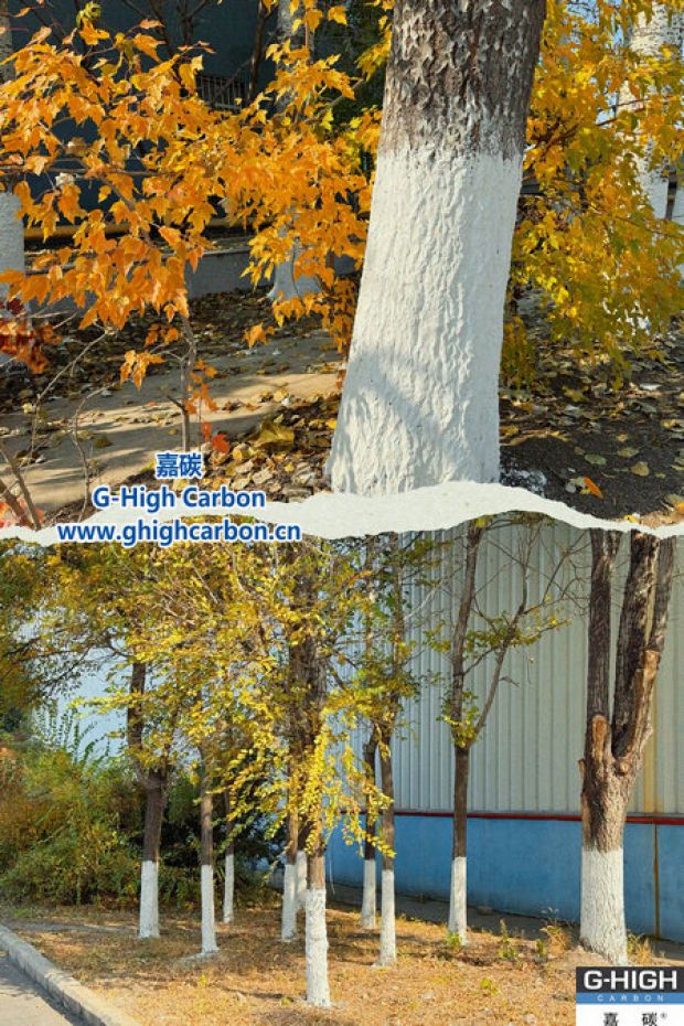 樹木著“白裳”，入冬先“梳妝”